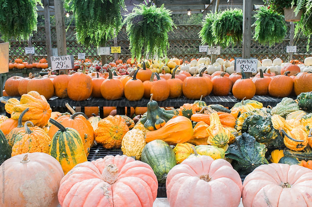 Pumpkins loaded for seasonal wholesale orders
